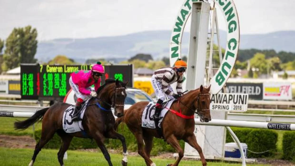 cricwin weekend horse race gambling insights